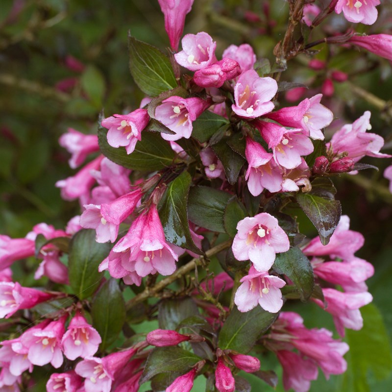 Weigela florida Foliis purpureis Rasadnik Kedar