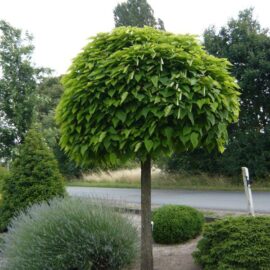 Catalpa bignonioides Nana