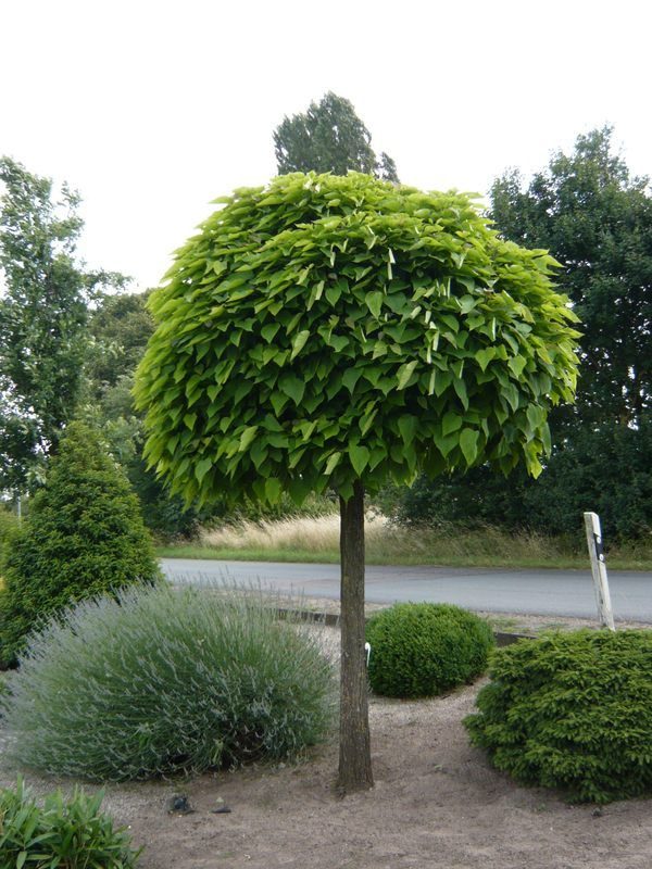 Liscar Catalpa bignonioides Nana