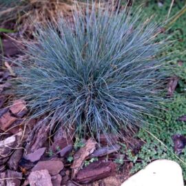 Festuca glauca