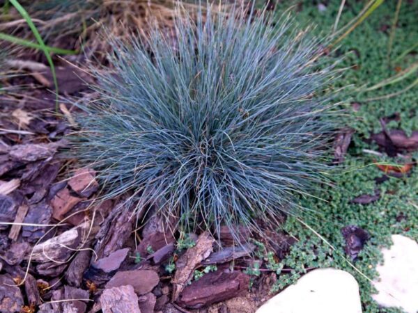 Festuca glauca