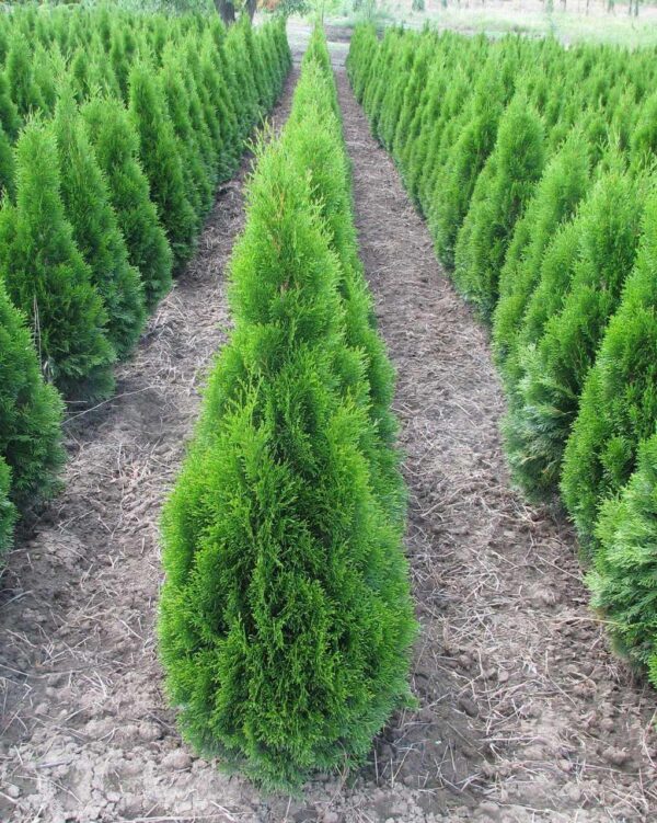 Thuja occidentalis Smaragd