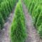 Thuja occidentalis Smaragd