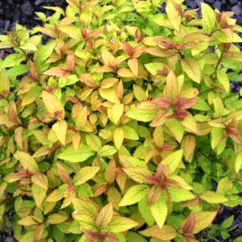 Spirea-Gold-Flame