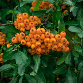 Feuerdorn – Pyracantha