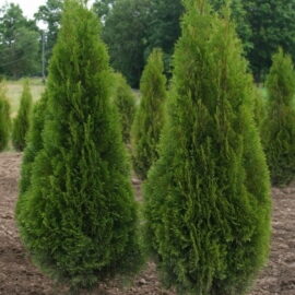 Thuja-occidentalis-Smaragd