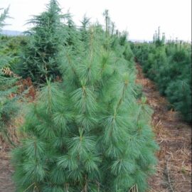 Pinus_wallichiana-2