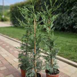 Cupressocyparis leylandii - 1.2m