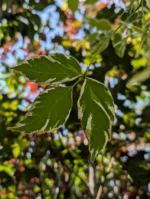Acer Negundo list