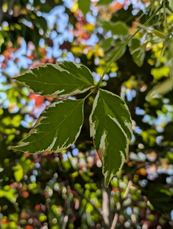 Acer Negundo list
