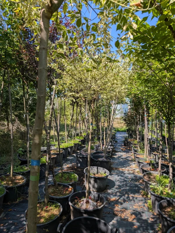 Acer Negundo sadnice u saksiji