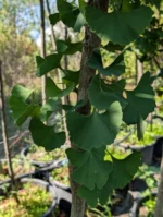 ginko kora i list