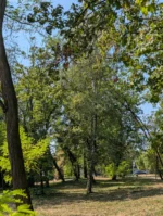 breza u prirodnom okruzenju