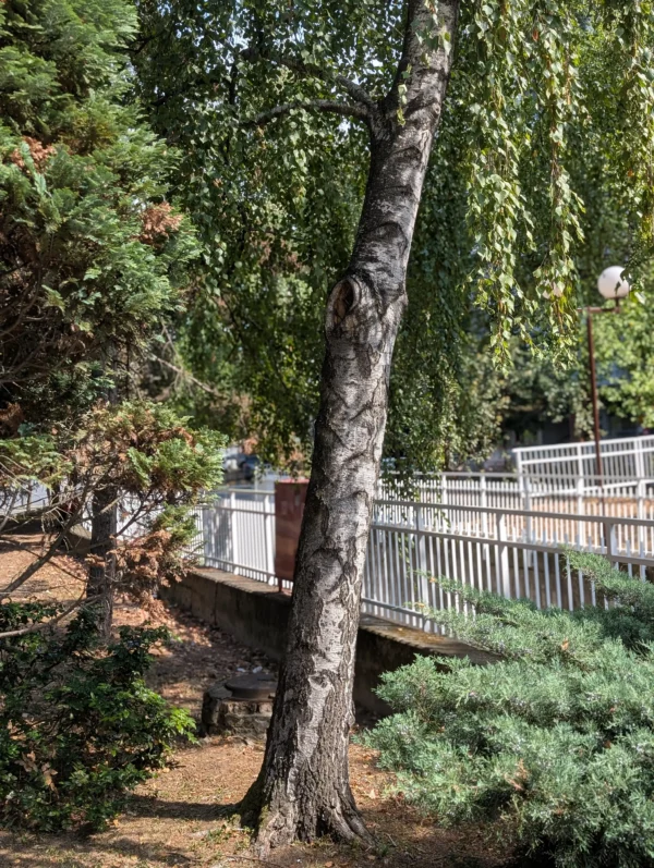 breza u urbanom okruzenju