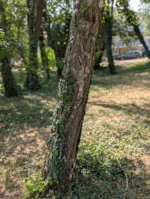 kora breze u prirodnom okruzenju