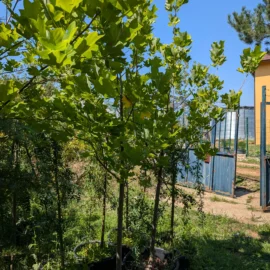 liriodendron na red
