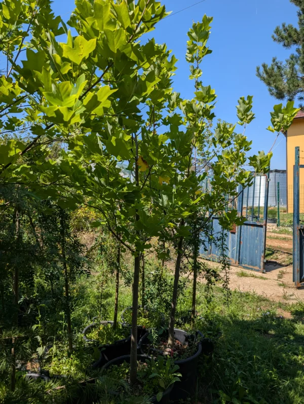 liriodendron na red