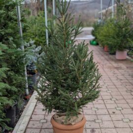 novogodisnja jelka sa busenom